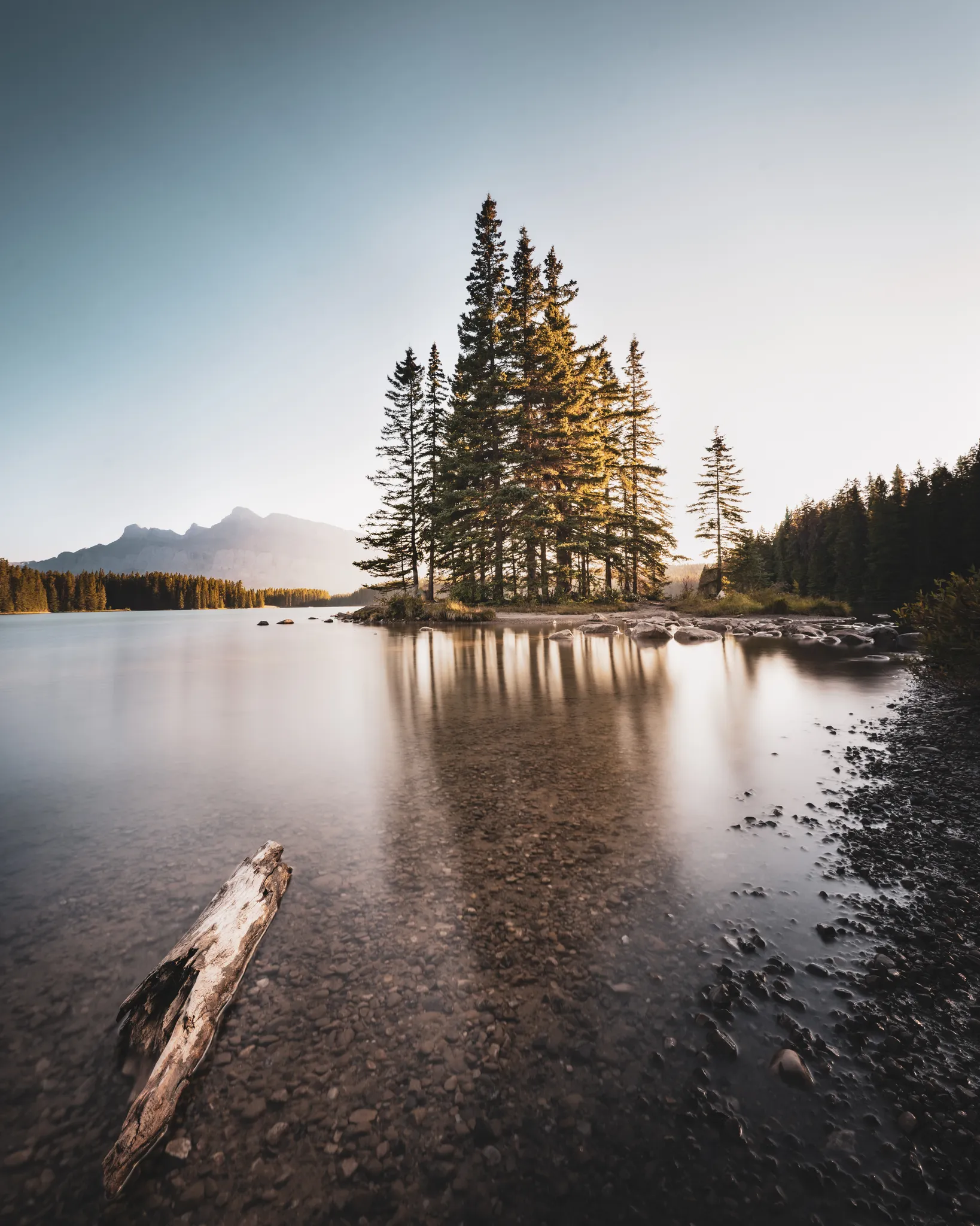 Banff Driftwood