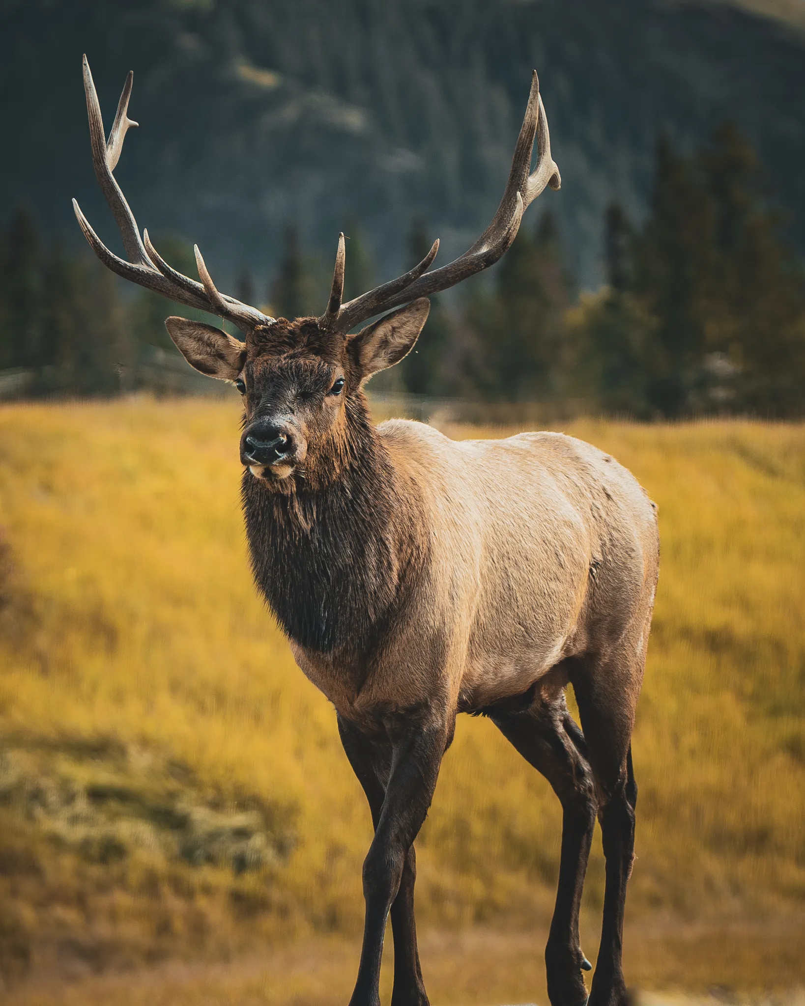 Rutting bull elk