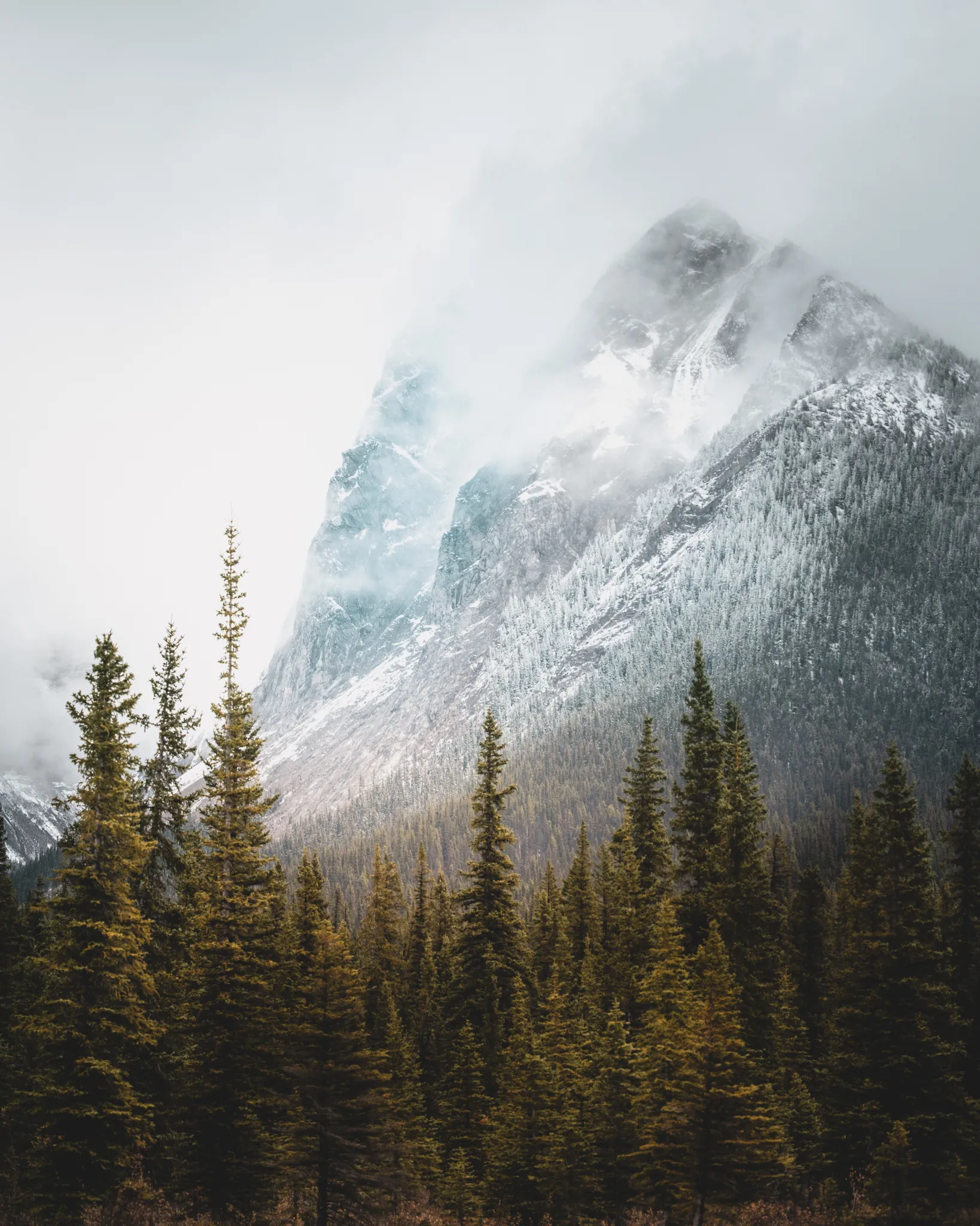 From Above the Trees