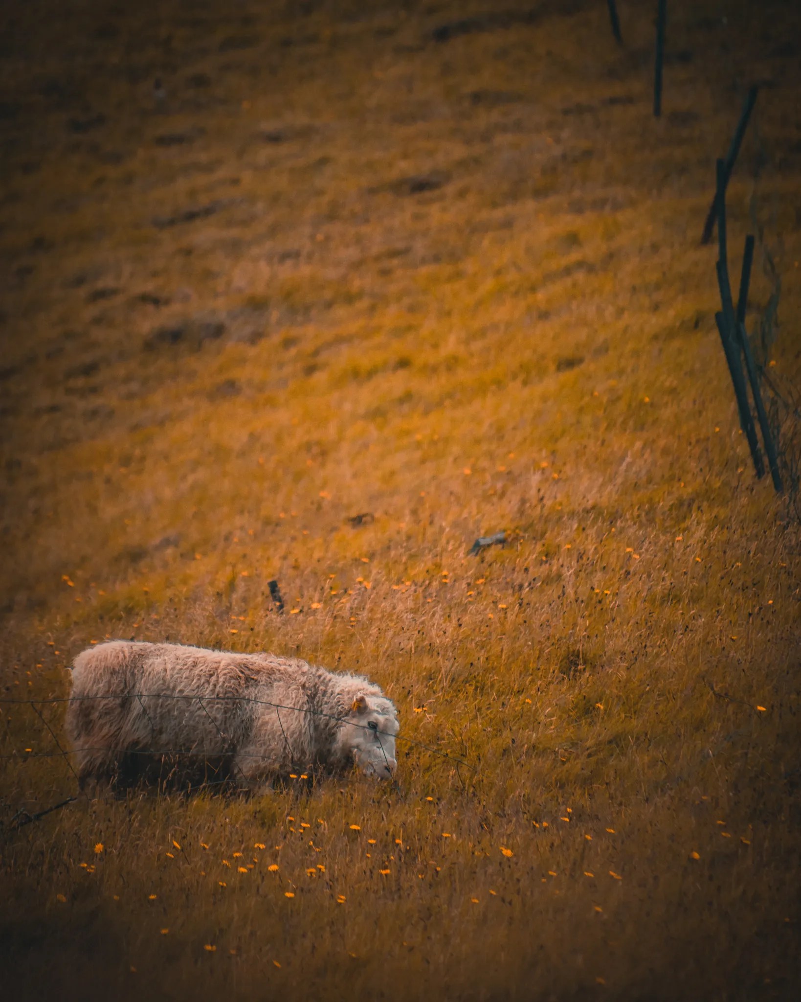 Iceland sheep