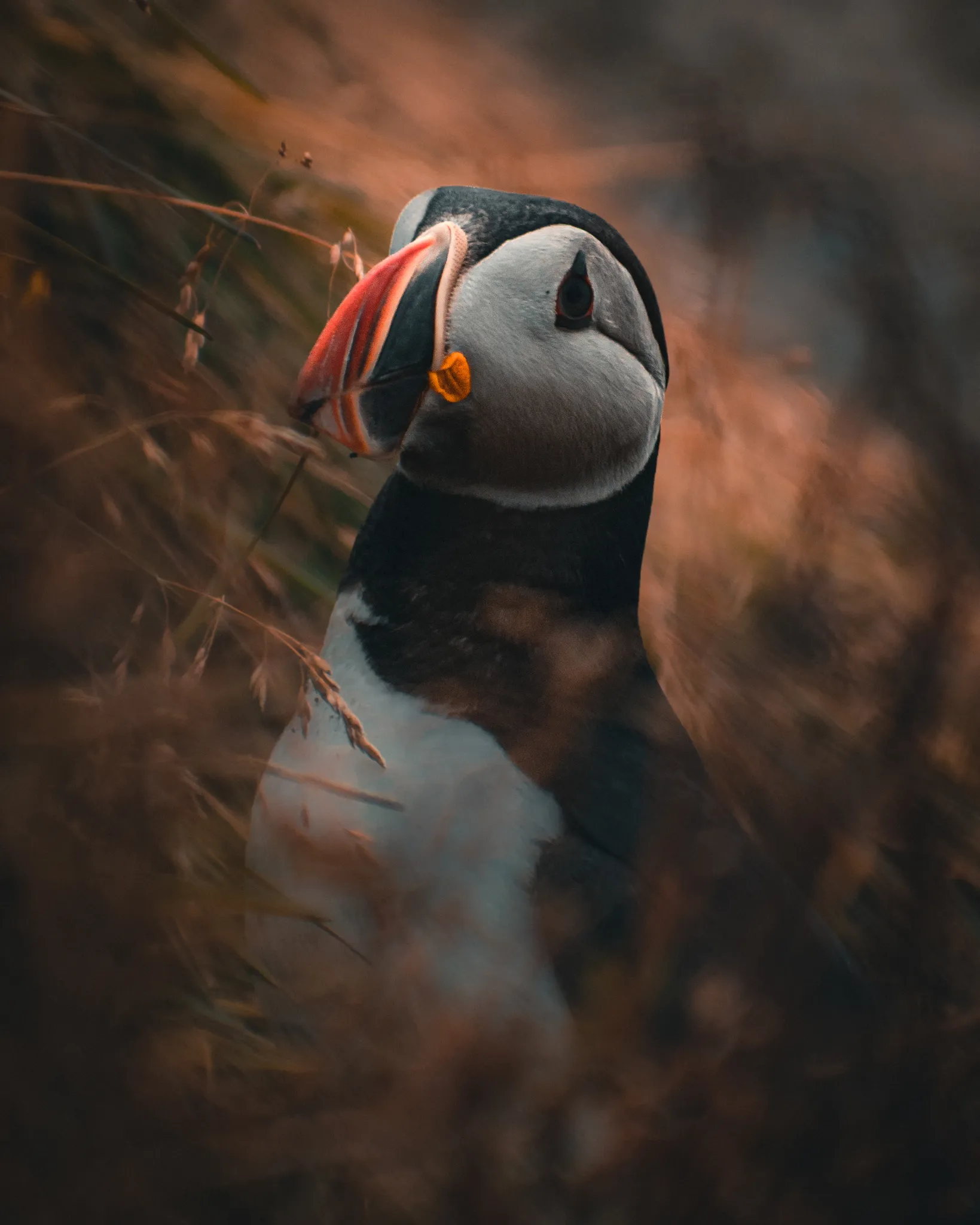 Nesting puffin
