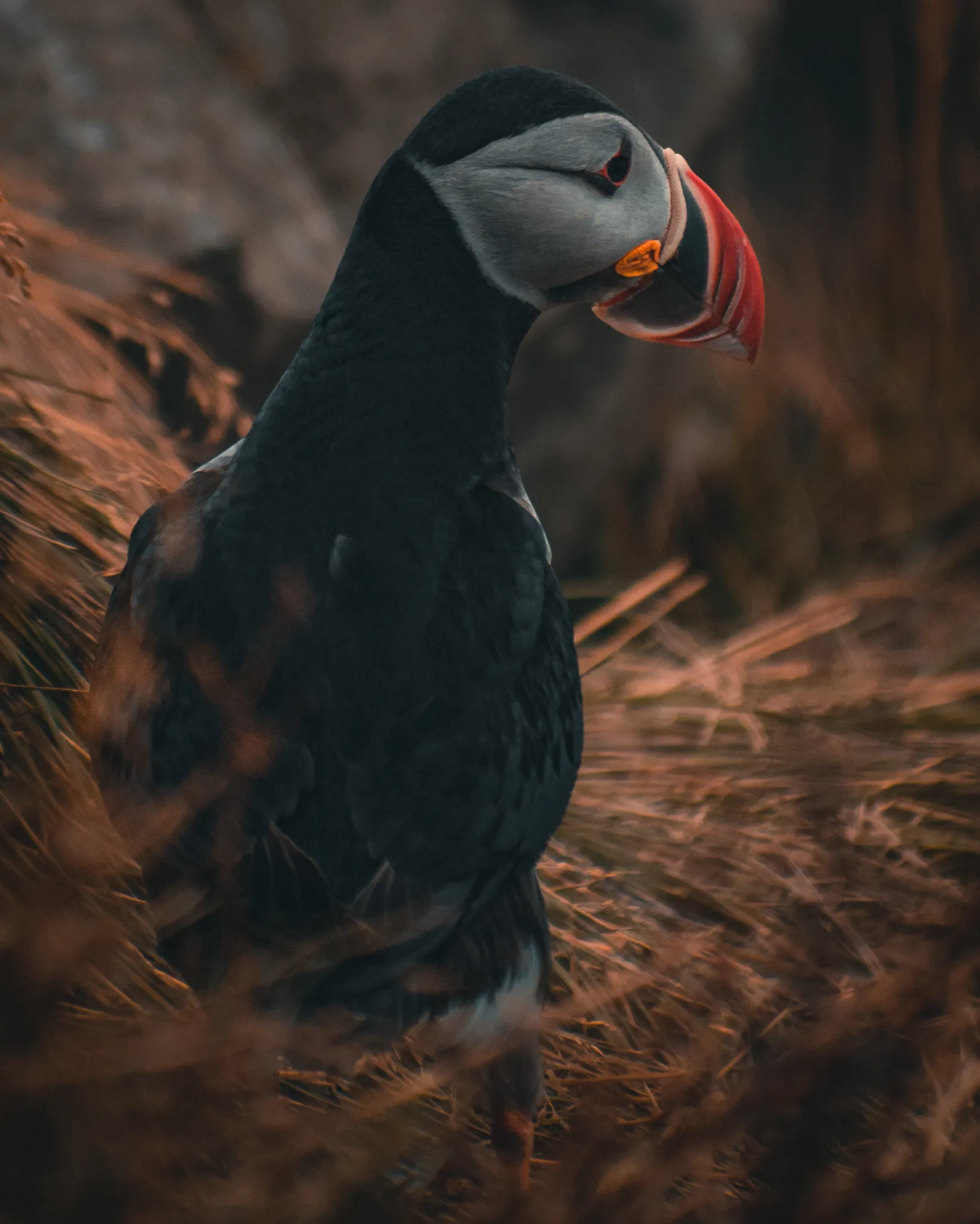 Nesting puffin